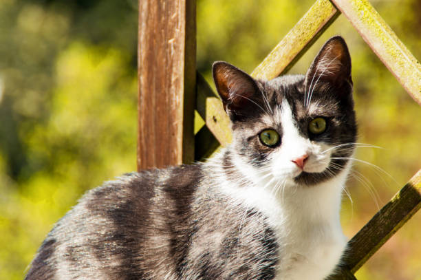 istock Young cat is comfortable sitting on the balcony 672496348