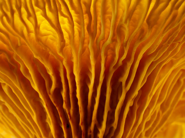 Lamella chanterelle in detail as a Close-Up