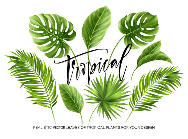 ilustrações, clipart, desenhos animados e ícones de folhas de palmeira tropical conjunto isolado no fundo branco. ilustração vetorial - tropical climate white background palm tree leaf