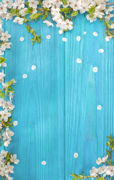 Spring background Frame of white blossom on old blue wooden desk with copy space apple-tree-flowers stock pictures, royalty-free photos & images