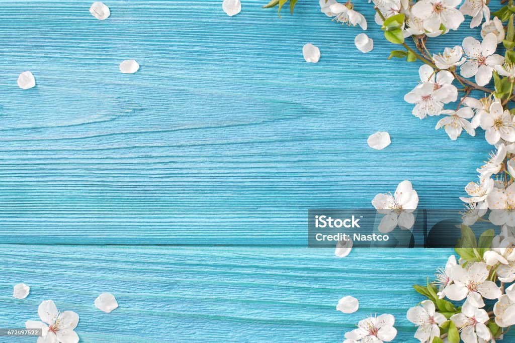 Spring background Frame of white blossom on old blue wooden desk with copy space Backgrounds Stock Photo