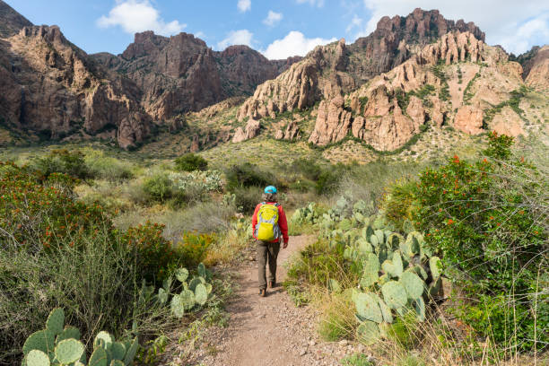 Woman hiking in Big Bend National Park, Texas, USA Senior woman walking on trail trough cactus, yucca plant and rocks in Big Bend National Park, Texas, USA. Beautiful landscape. texas mountains stock pictures, royalty-free photos & images