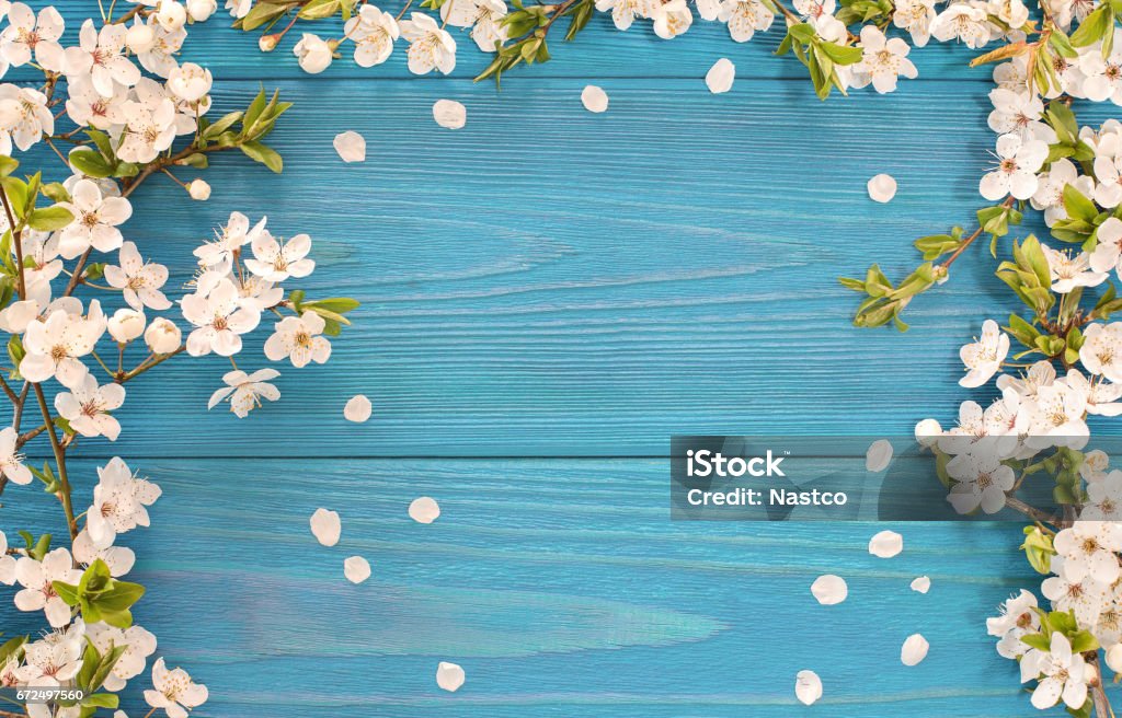 Spring background Frame of white blossom on old blue wooden desk with copy space April Stock Photo