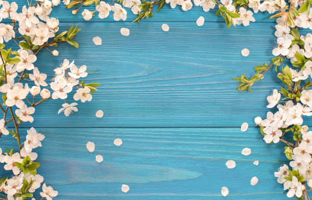 Spring background Frame of white blossom on old blue wooden desk with copy space flowerbed photos stock pictures, royalty-free photos & images