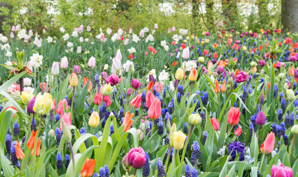 istock Muscari botryoides and tulips in holland 672502090