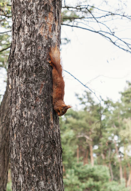 istock Red fluffy squirrel lies on a tree and eats food 672502142