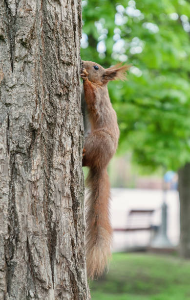 istock Redhead fluffy squirrel runs and hides in the wood, close-up 672502146