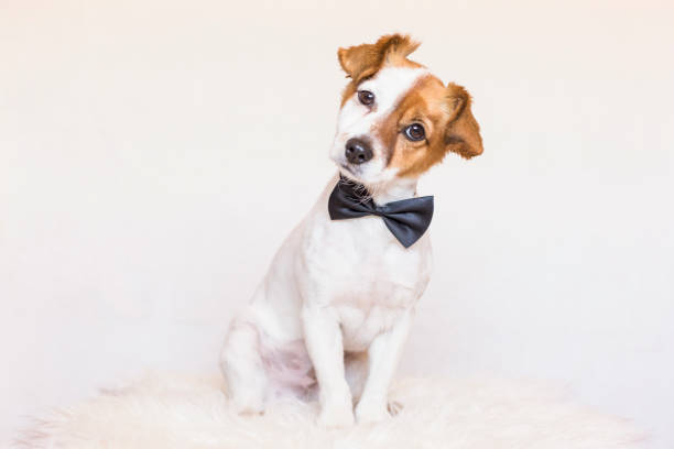 cute young dog over white background wearing a bowtie and looking at the camera. Love for animals concept cute young dog over white background wearing a bowtie and looking at the camera. Love for animals concept. Pets indoors bow tie stock pictures, royalty-free photos & images