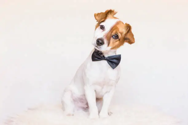 cute young dog over white background wearing a bowtie and looking at the camera. Love for animals concept. Pets indoors