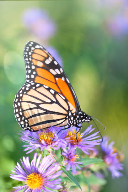 istock Monarch Butterfly Resting on Aster Flower in Field 672502460