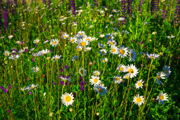 istock Beautiful wild chamomile flowers on green rural meadow 672505542