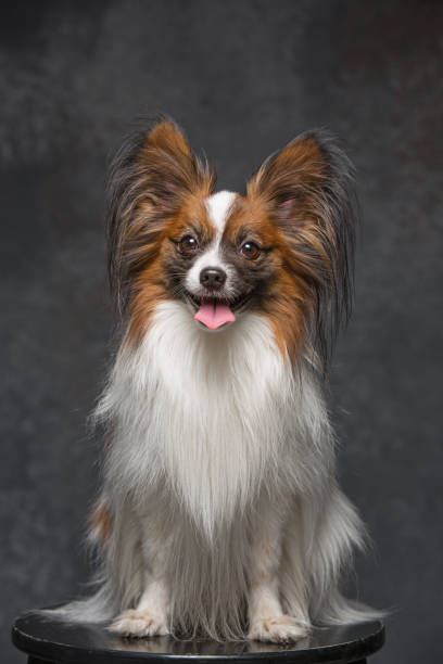 istock Studio portrait of a small yawning puppy Papillon 672505874