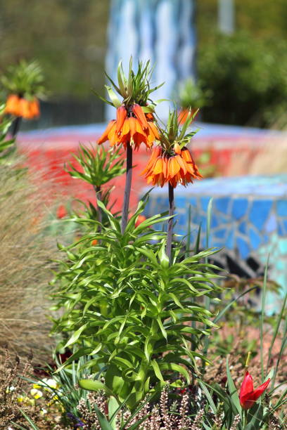 Orange crown imperial lily flowers. Orange crown imperial lily flowers (fritiallaria imperialis) blooming in park in germany. Shallow focus mosaic tiles  background. godspeed stock pictures, royalty-free photos & images