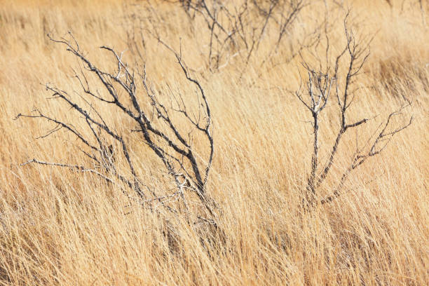Dry savannah grassland chaparral biome grass - dead and turned beige from hot sun exposure - engulfs the trunk and branches of a dead shrubby tree.