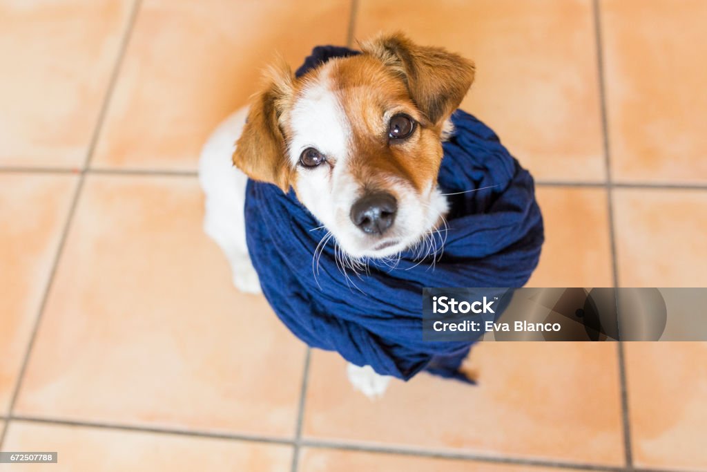 cute young dog looking at the camera with a blue scarf. brown background. cute young dog looking at the camera with a blue scarf. brown background. top view Blanket Stock Photo