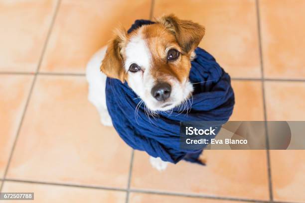 Cute Young Dog Looking At The Camera With A Blue Scarf Brown Background Stock Photo - Download Image Now