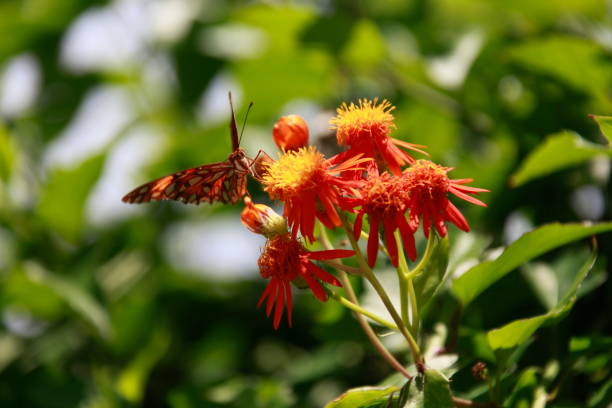 istock Gulf Fritillary butterfly is sitting on a Pseudogynoxys chenopodioides. 672513896