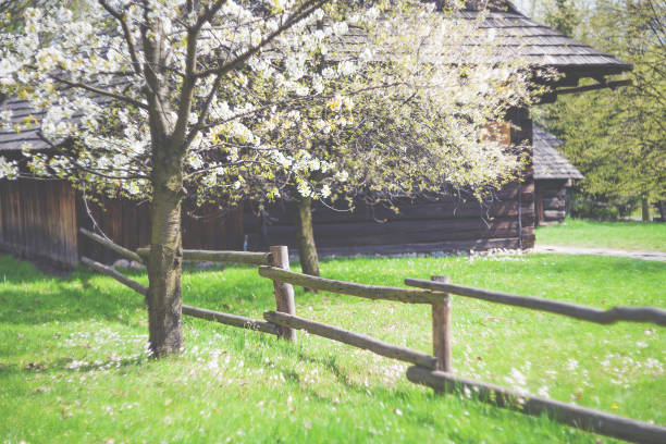 istock Blooming trees in spring garden with vintage house 672517532