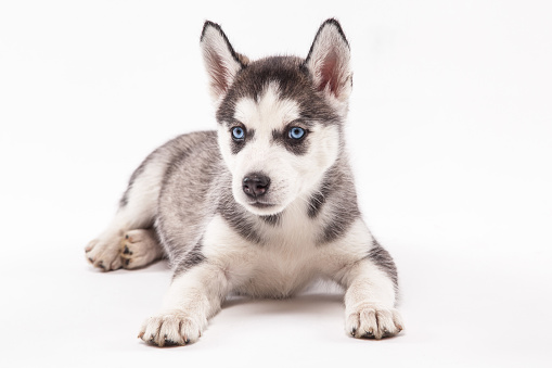 purebred puppy husky gray color on a white background Siberian