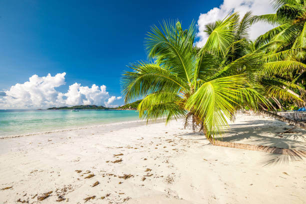 istock Beautiful beach with palm tree at Seychelles 672527434