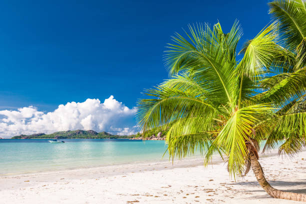 istock Beautiful beach with palm tree at Seychelles 672527444