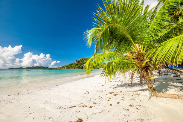 istock Beautiful beach with palm tree at Seychelles 672527462