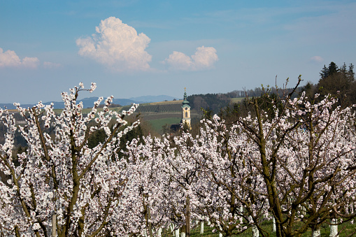 Plantation of blooming apricot trees in Austria