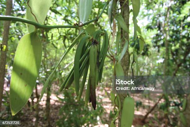 Vanilla Plant In Tropical Forest Zanzibar Tanzania Indian Ocean Africa  Stock Photo - Download Image Now - iStock