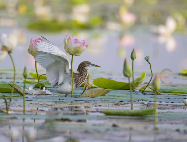 indian pond heron in lotus pond - goa beach india green imagens e fotografias de stock