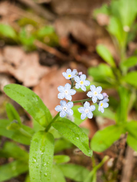 istock white and clear blue small flowers on a plant on the floor 672535450