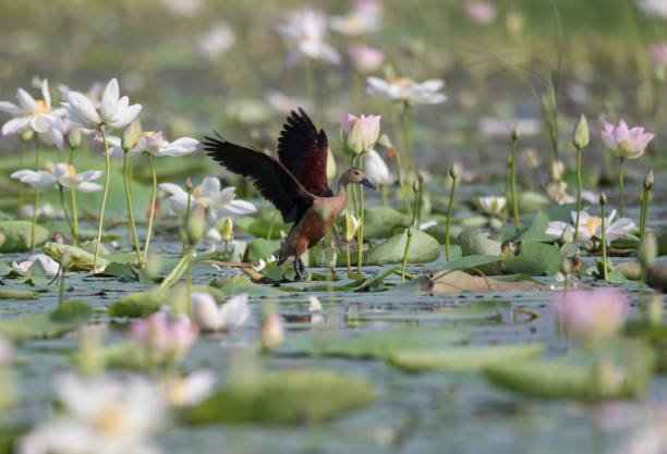 Whistling duck Whistling duck in waterlilies mexican tree duck stock pictures, royalty-free photos & images