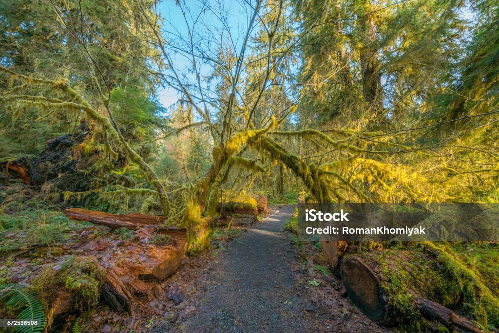 Natural arch from tree trunks. The Hall of Mosses Trail goes through the most beautiful rainforest. Hoh Rain Forest, Olympic National Park, Washington state, USA Arch - Architectural Feature Stock Photo