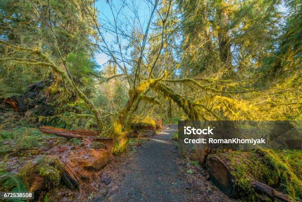 Natural Arch From Tree Trunks The Hall Of Mosses Trail Goes Through The Most Beautiful Rainforest Stock Photo - Download Image Now