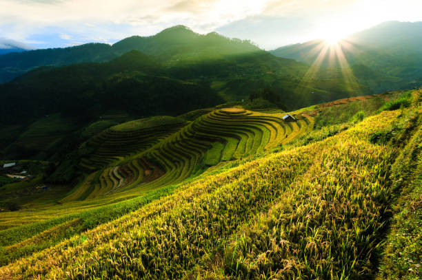istock The scenery is very beautiful in rice paddies at sunlight. 672538610