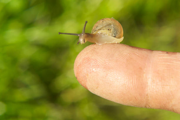 Little Snail sitting on a finger