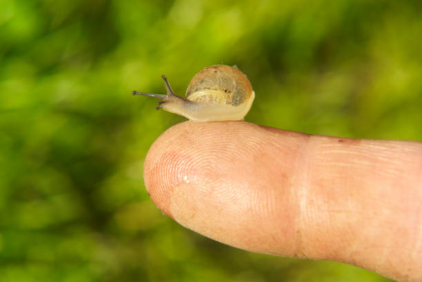 Little Snail sitting on a finger