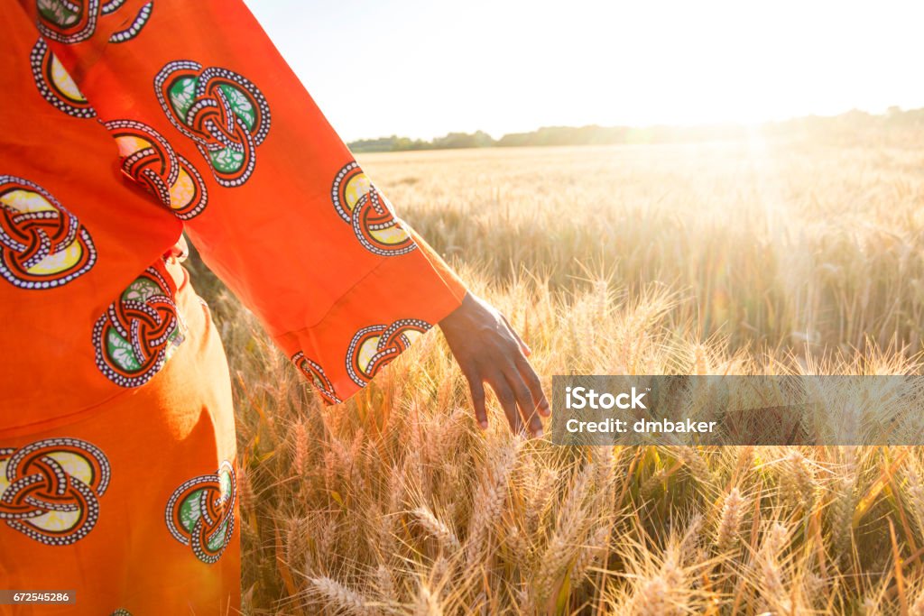 African woman in traditional clothes walking with her hand touching field of barley or wheat crops at sunset or sunrise African Ethnicity Stock Photo