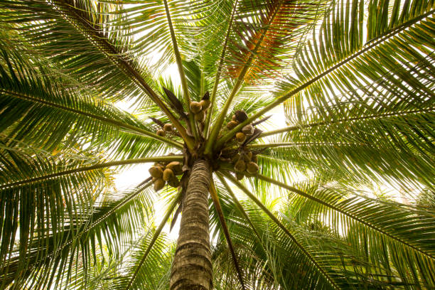 istock Coconuts in palm trees of south Florida. 672546158