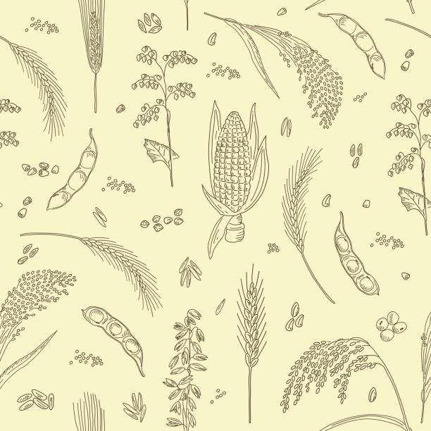 Millets Pattern 39,100+ Millet Plant Stock Photos, Pictures & Royalty-Free Images - iStock