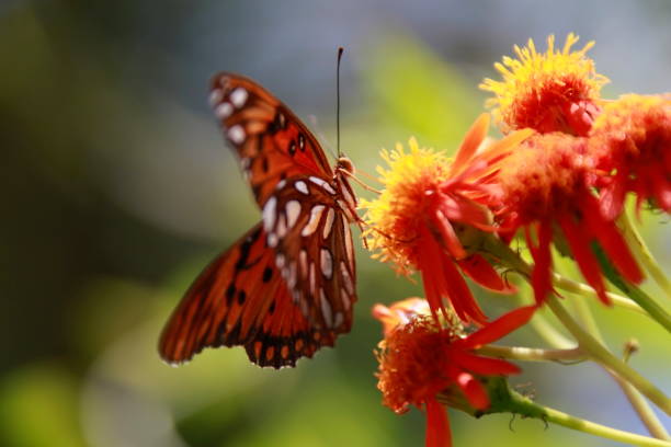 istock Gulf Fritillary butterfly is sitting on a Pseudogynoxys chenopodioides. 672555566
