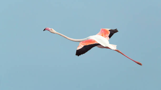 istock Pink Flamingo 672555670