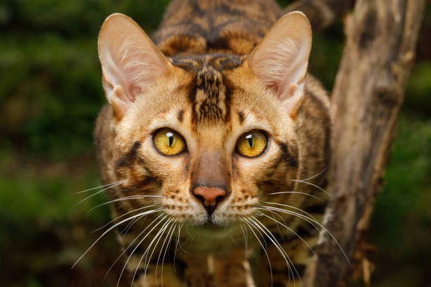 istock Bengal Cat outdoor 672558456