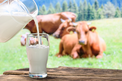 Pouring milk into a glass on a background of pasture with cows