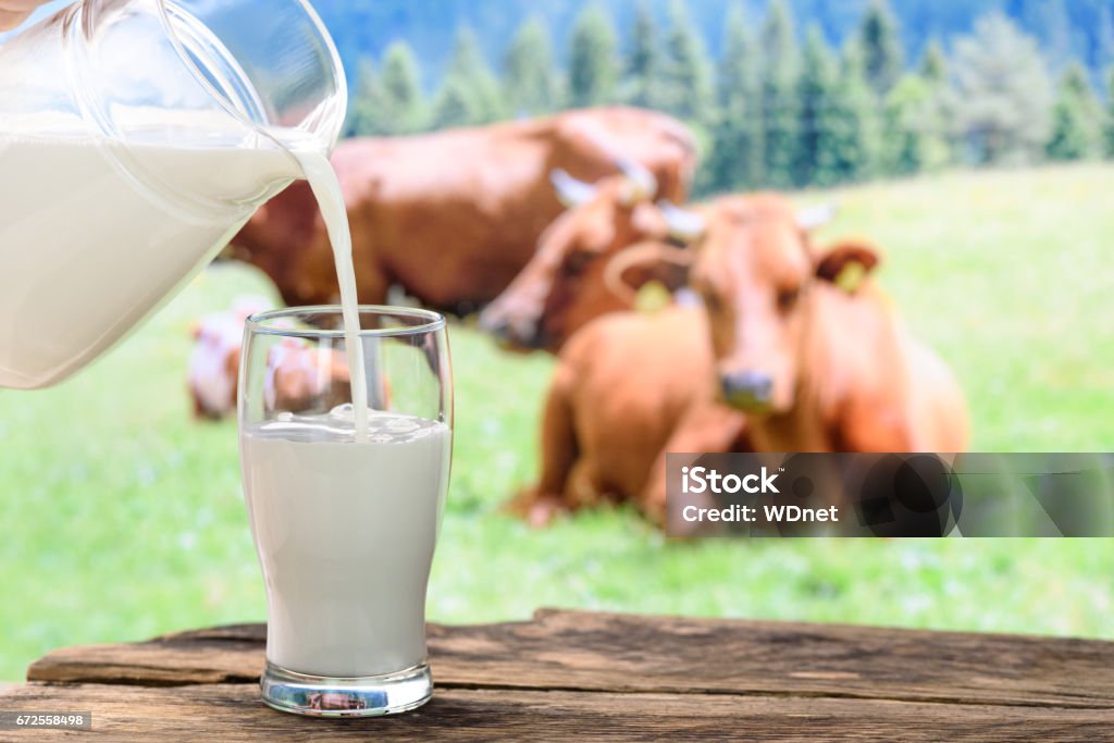 Cows and pouring milk Pouring milk into a glass on a background of pasture with cows Milk Stock Photo