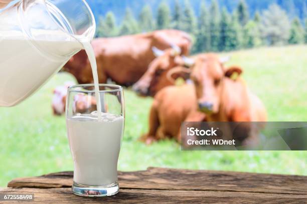 Cows And Pouring Milk Stock Photo - Download Image Now - Milk, Cow, Drinking Glass