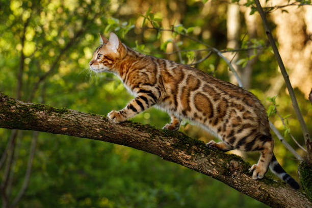 istock Bengal Cat outdoor 672558602