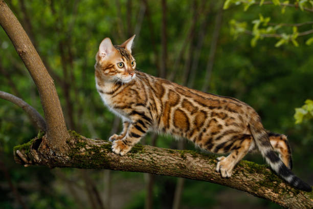 istock Bengal Cat outdoor 672558690