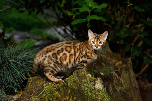 istock Bengal Cat outdoor 672559228