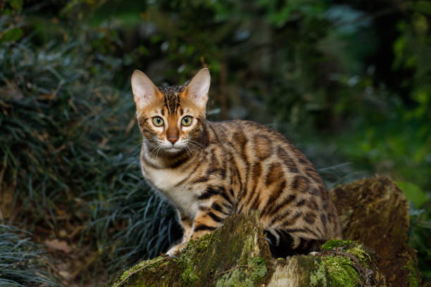 istock Bengal Cat outdoor 672559284