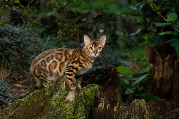 istock Bengal Cat outdoor 672559446